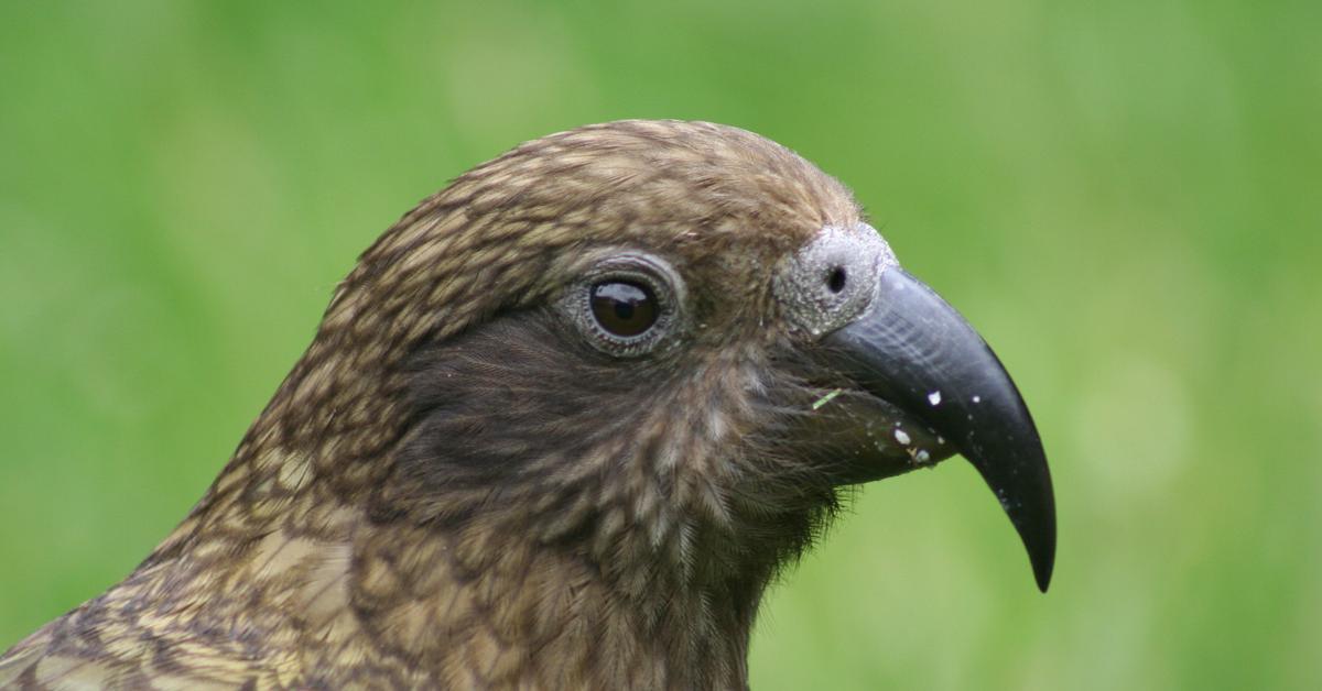 Exquisite image of Kea, in Indonesia known as Kea.