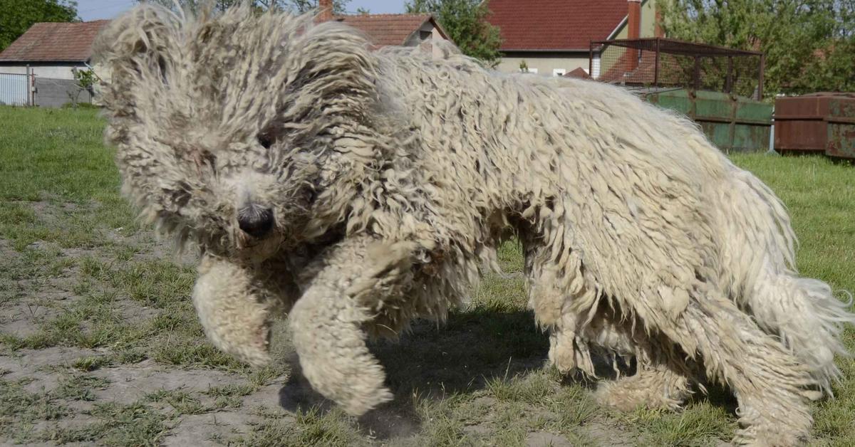 Elegant portrayal of the Komondor, also known as Canis lupus.