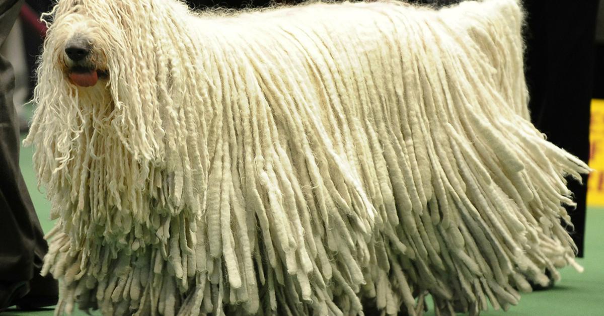 Picture of Komondor, known in Indonesia as Komondor.