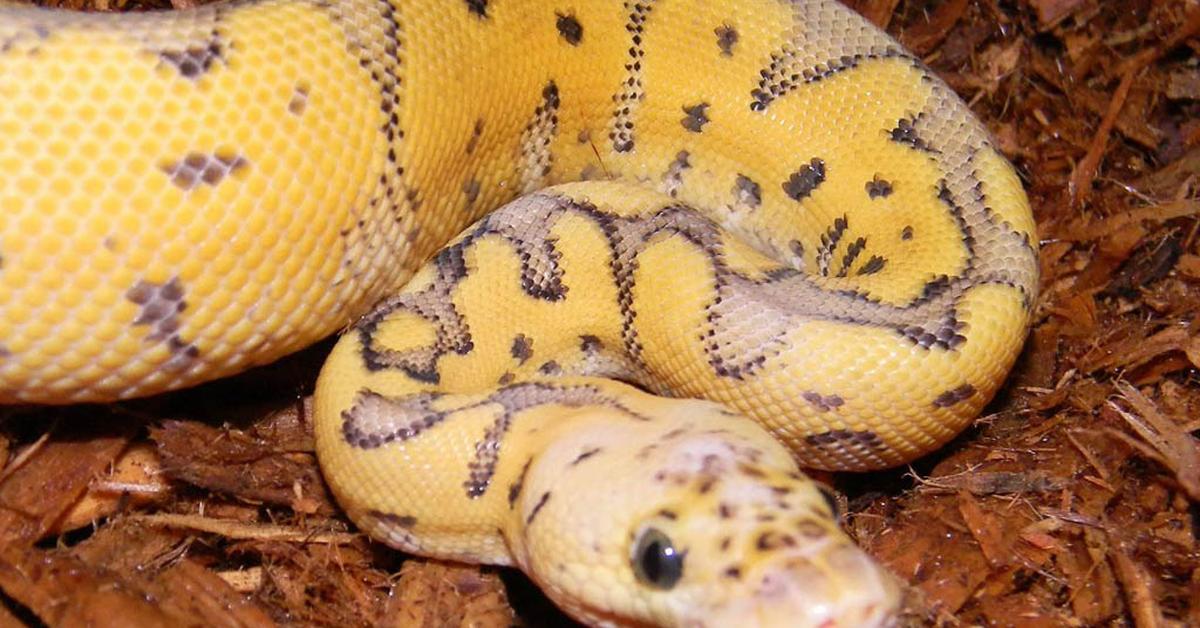 Captivating view of the Killer Clown Ball Python, known in Bahasa Indonesia as Piton Bola Badut Pembunuh.