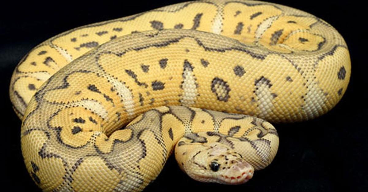 Picture of Killer Clown Ball Python, known in Indonesia as Piton Bola Badut Pembunuh.