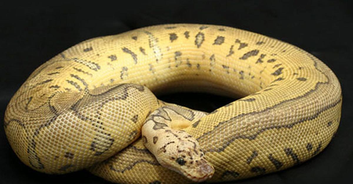 Photographic depiction of the unique Killer Clown Ball Python, locally called Piton Bola Badut Pembunuh.