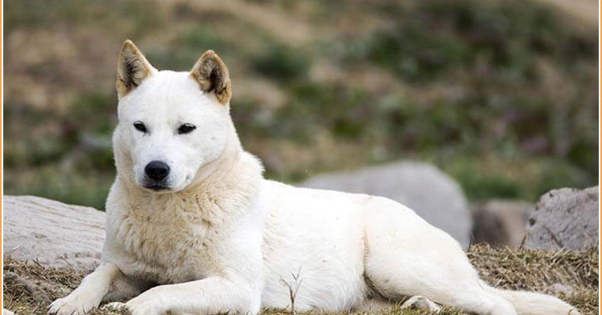 Enchanting Korean Jindo, a species scientifically known as Canis lupus.