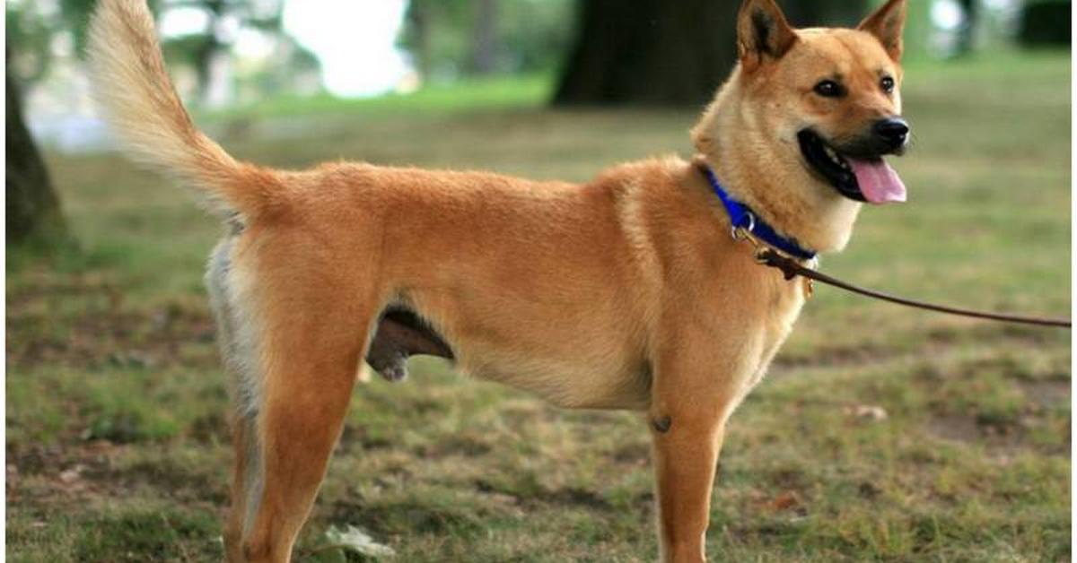 A beautiful representation of the Korean Jindo, scientifically Canis lupus.