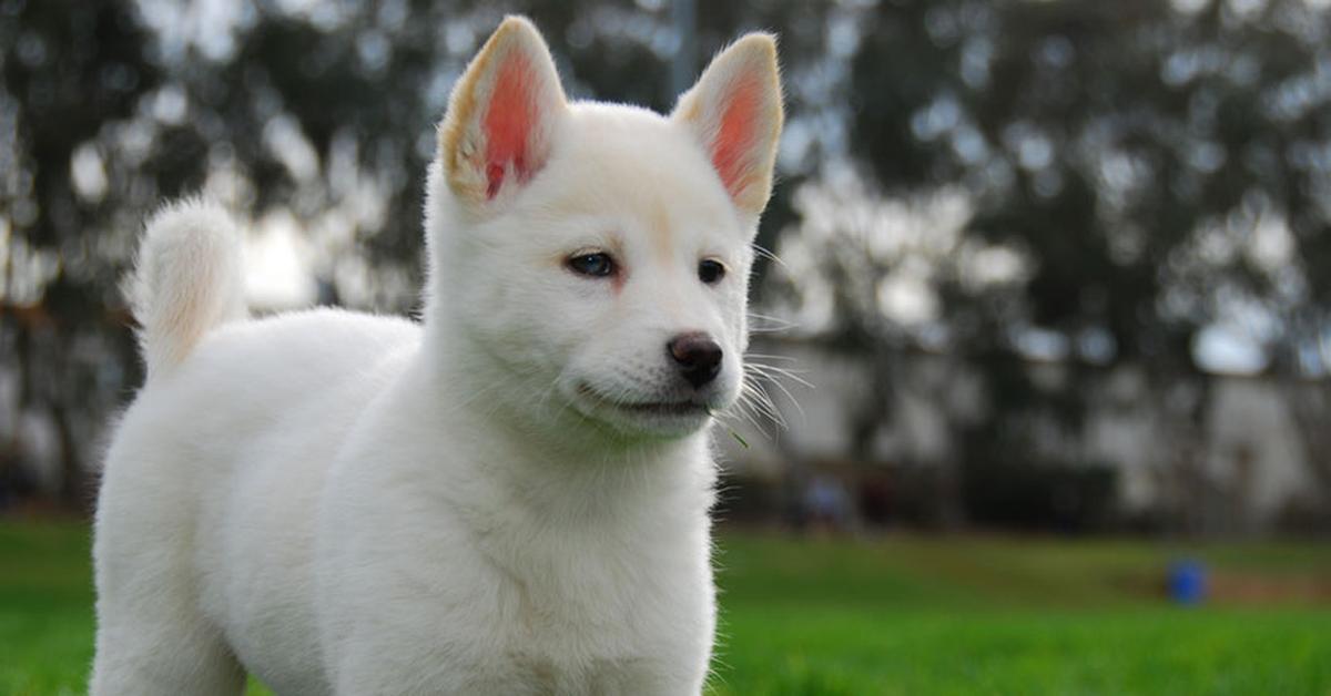 Splendid image of the Korean Jindo, with the scientific name Canis lupus.