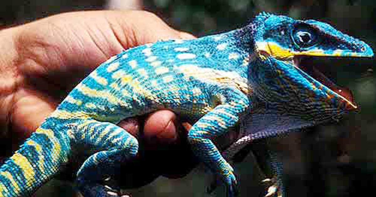 Engaging shot of the Knight Anole, recognized in Indonesia as Kadal Ksatria.