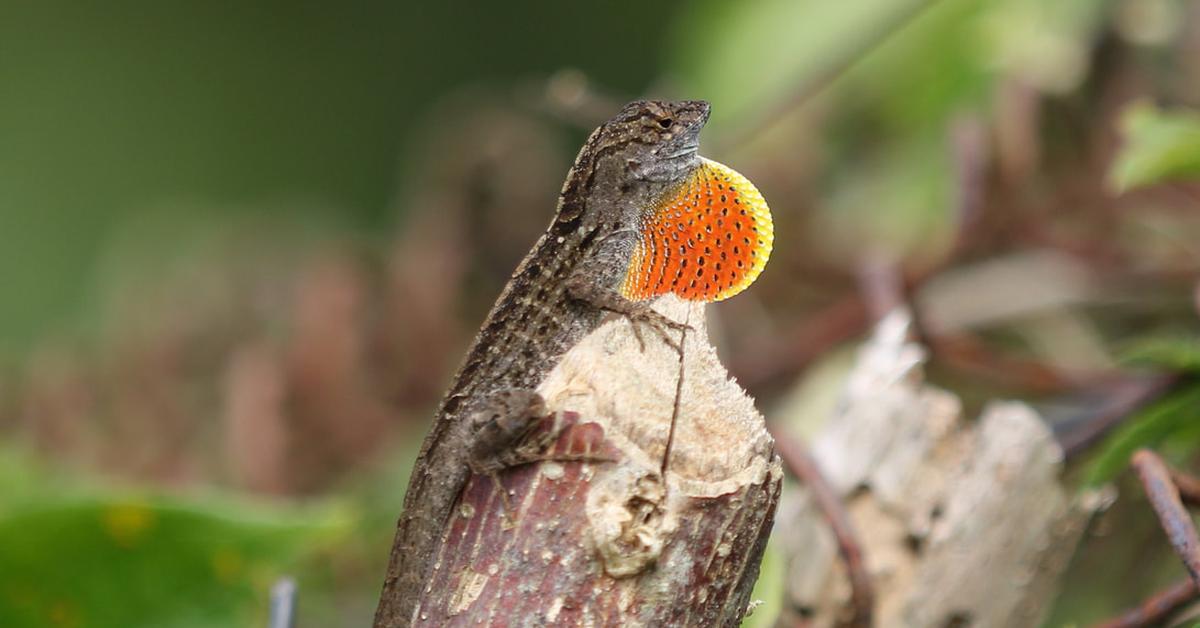 Close encounter with the Knight Anole, scientifically called Anolis equestris.