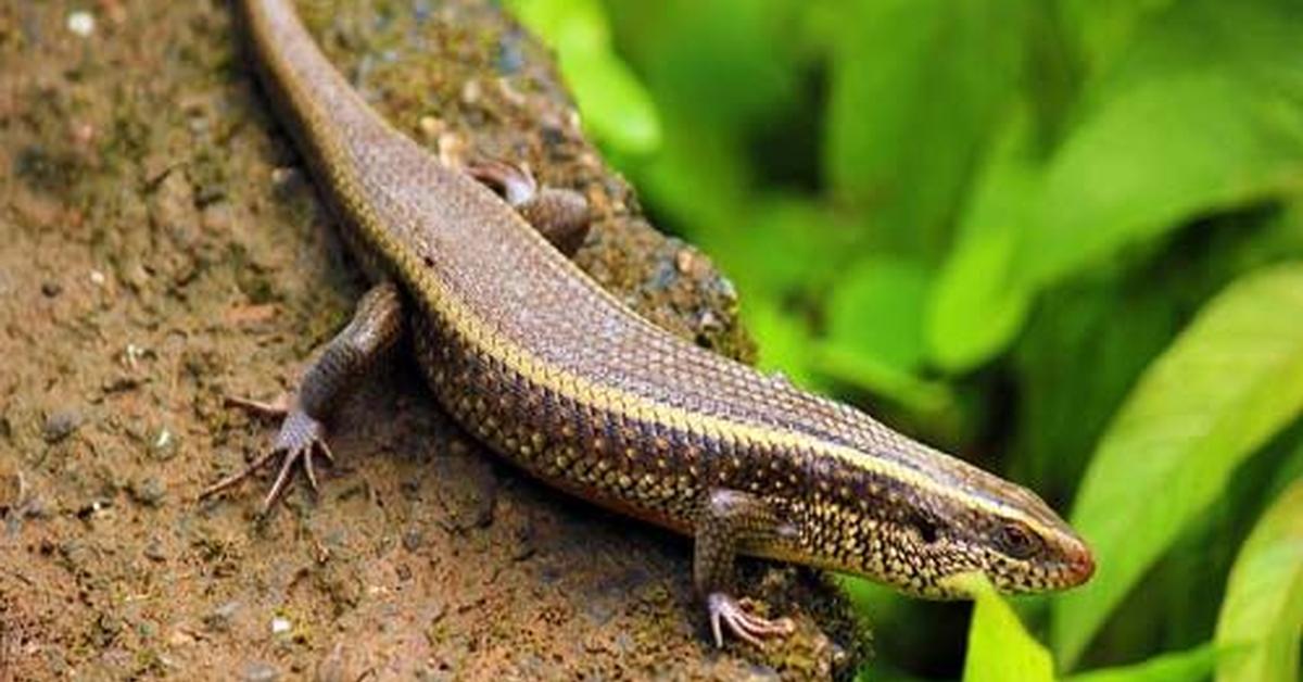 Visual representation of the Knight Anole, recognized in Indonesia as Kadal Ksatria.