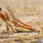 Portrait of a Knight Anole, a creature known scientifically as Anolis equestris.