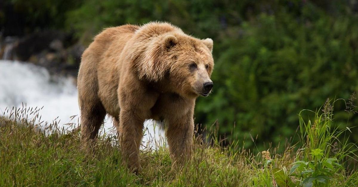 Stunning image of the Kodiak Bear (Ursus arctos middendorffi), a wonder in the animal kingdom.