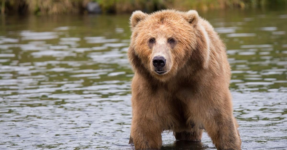 Close encounter with the Kodiak Bear, scientifically called Ursus arctos middendorffi.