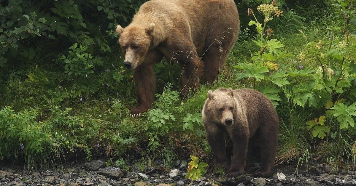 Stunning image of the Kodiak Bear (Ursus arctos middendorffi), a wonder in the animal kingdom.