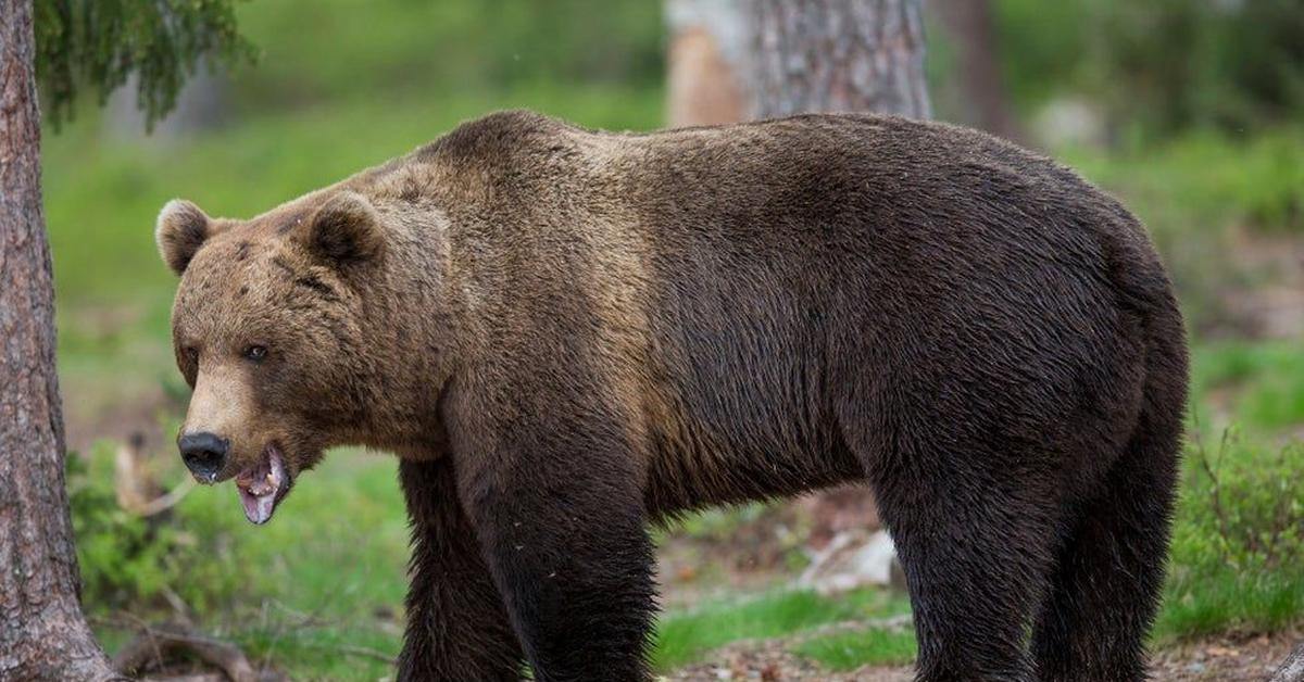 Snapshot of the intriguing Kodiak Bear, scientifically named Ursus arctos middendorffi.