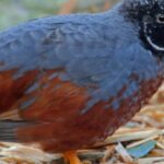 Snapshot of the intriguing King Quail, scientifically named Synoicus chinensis.