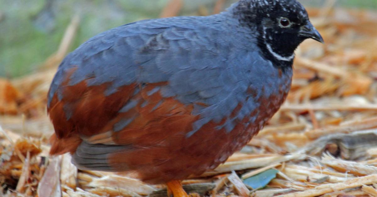 Snapshot of the intriguing King Quail, scientifically named Synoicus chinensis.