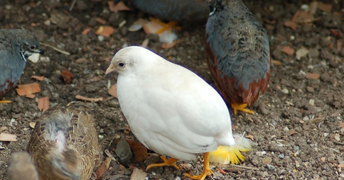 Exquisite image of King Quail, in Indonesia known as Puyuh Raja.