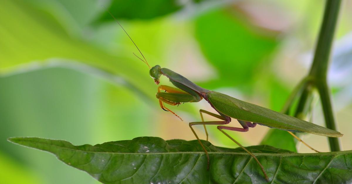 Striking appearance of the Katydid, known in scientific circles as Tettigoniidae.