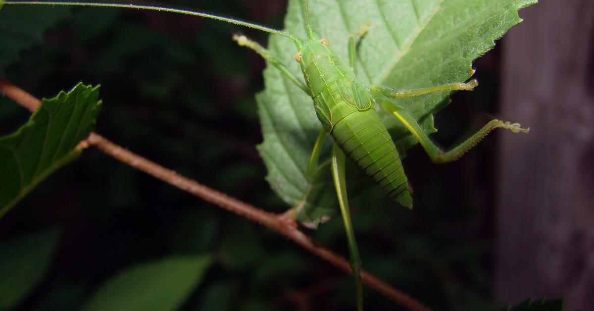 The alluring Katydid, commonly referred to as Belalang Sembah in Bahasa Indonesia.