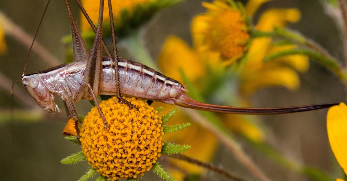 Engaging shot of the Katydid, recognized in Indonesia as Belalang Sembah.