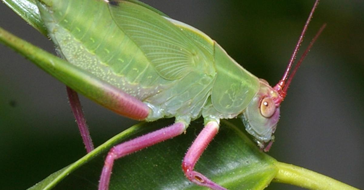 Elegant Katydid in its natural habitat, called Belalang Sembah in Indonesia.