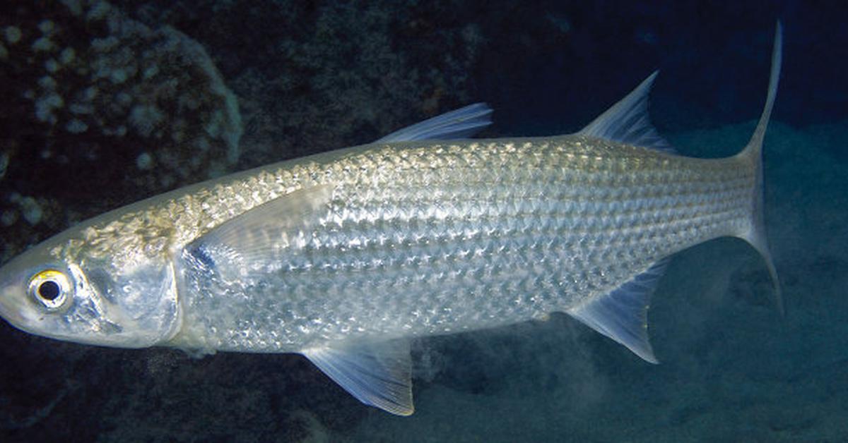 The Ladyfish, a species known as E. saurus, in its natural splendor.