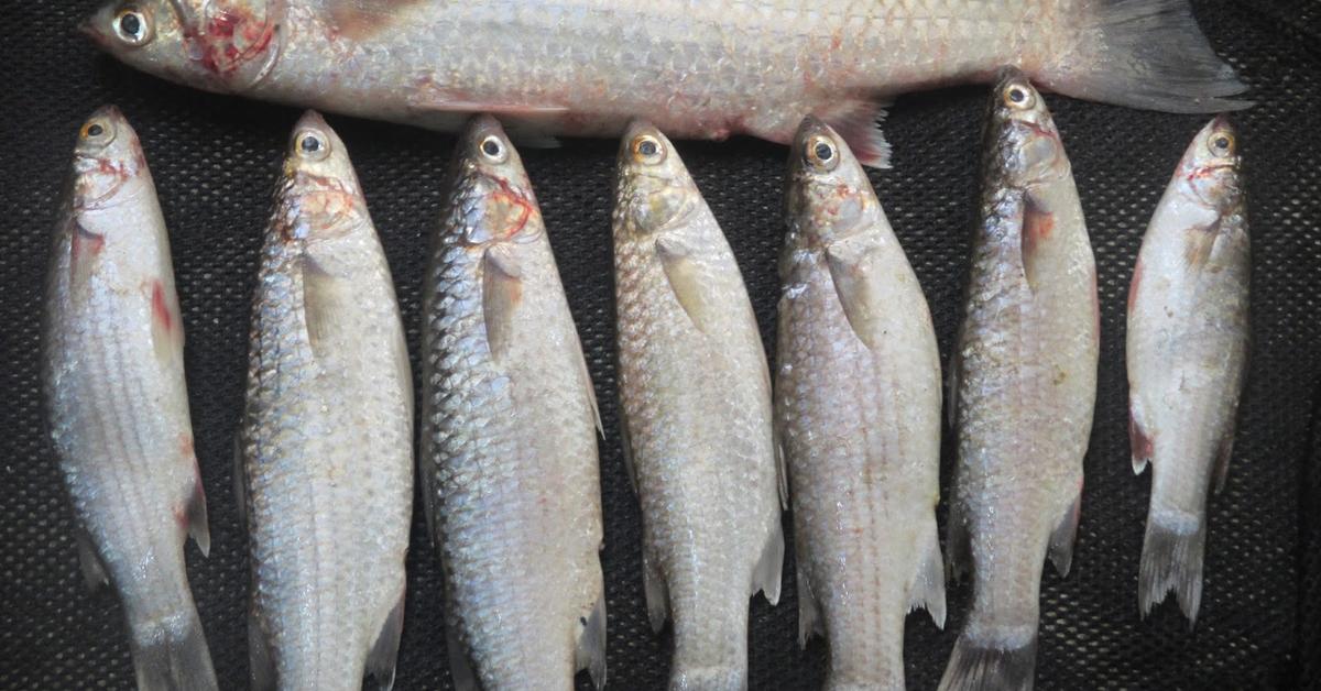 Photogenic Ladyfish, scientifically referred to as E. saurus.