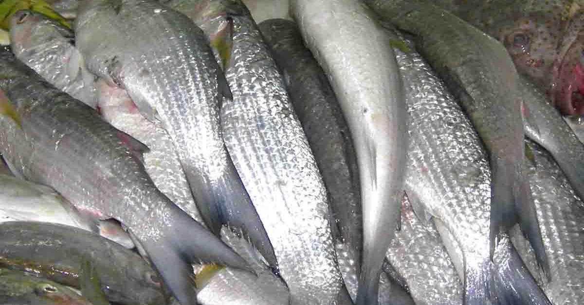 Close-up view of the Ladyfish, known as Ikan Belanak in Indonesian.