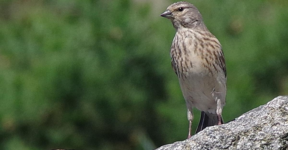 Distinctive Linnet, in Indonesia known as Burung Linnet, captured in this image.