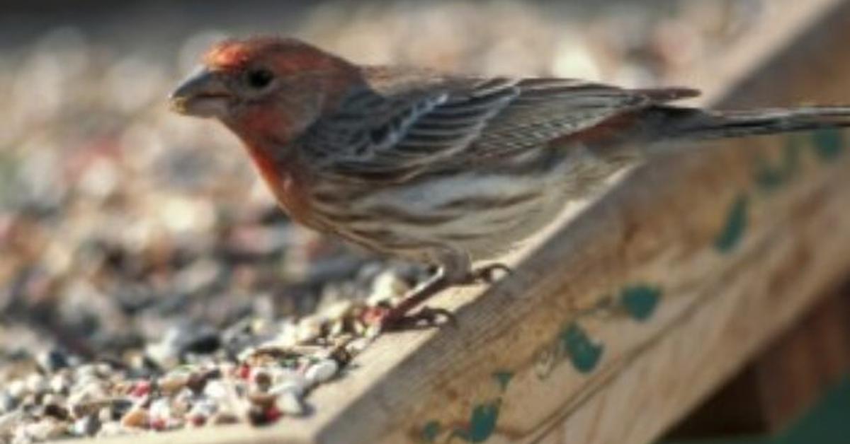 Insightful look at the Linnet, known to Indonesians as Burung Linnet.