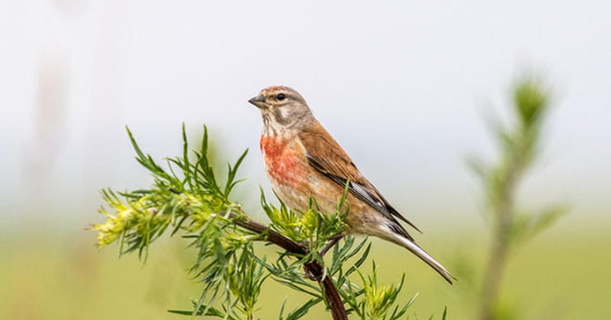 Picture of Linnet, known in Indonesia as Burung Linnet.