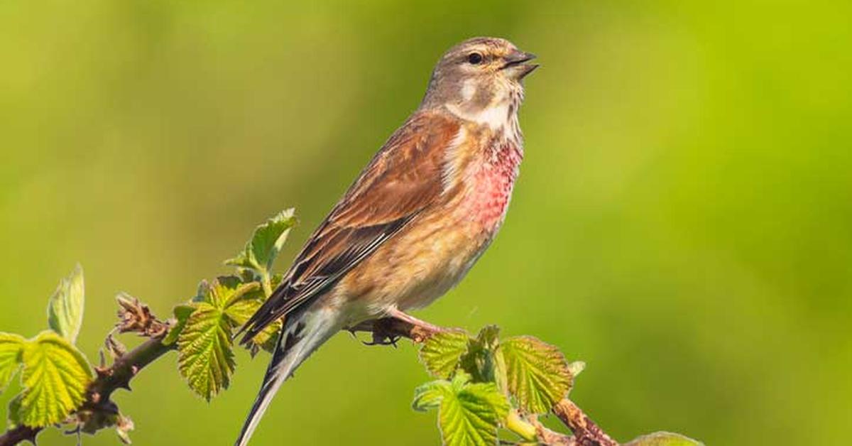 Photographic depiction of the unique Linnet, locally called Burung Linnet.