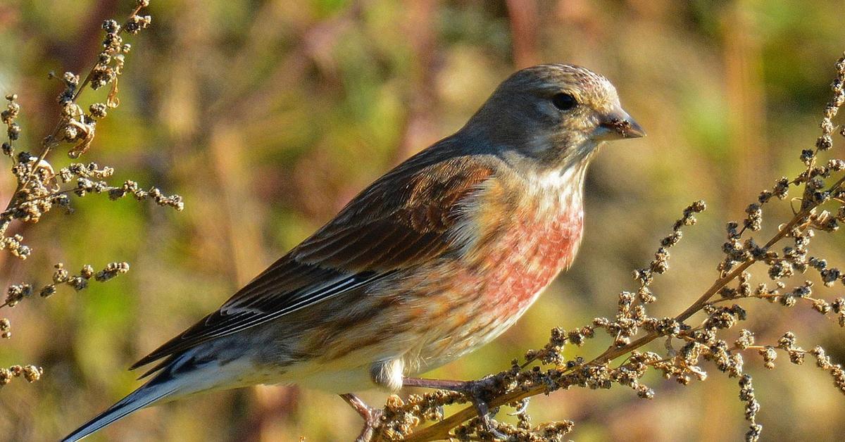 Photogenic Linnet, scientifically referred to as Linaria cannabina.