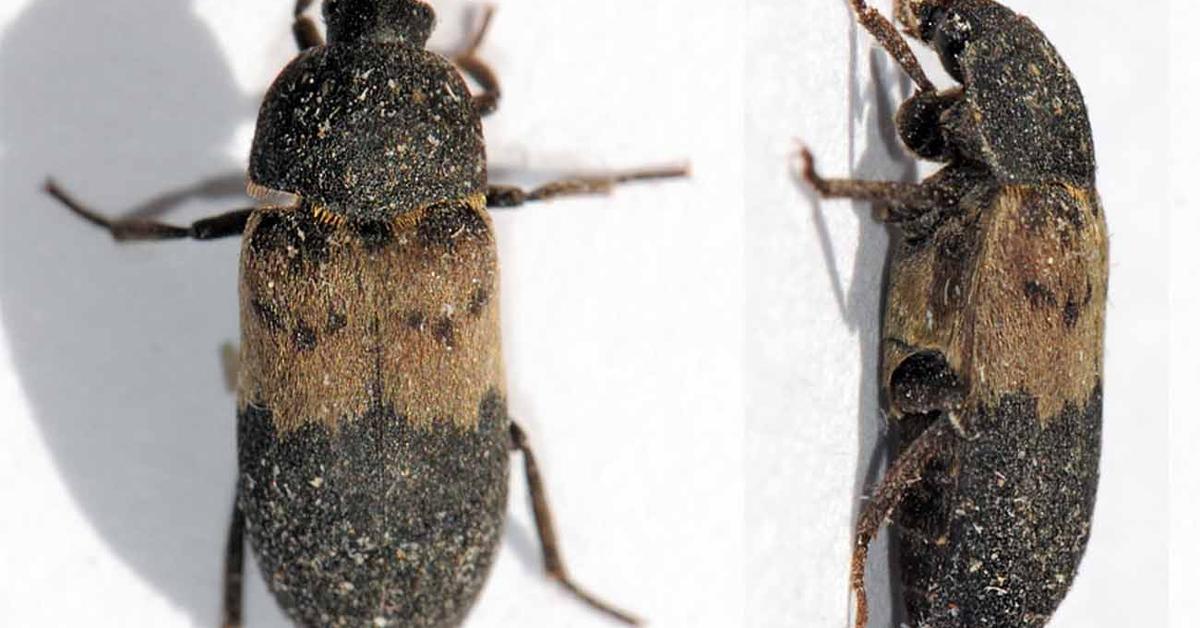 Exquisite image of Larder Beetle, in Indonesia known as Kumbang Larder.