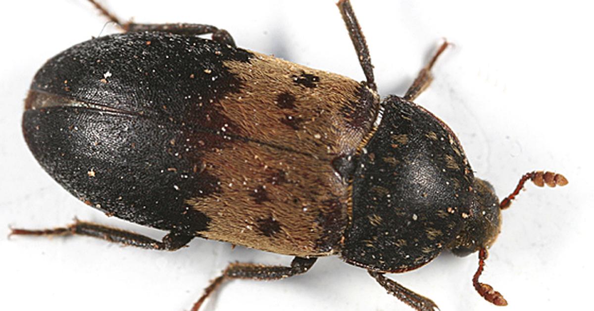 Picture of Larder Beetle, known in Indonesia as Kumbang Larder.