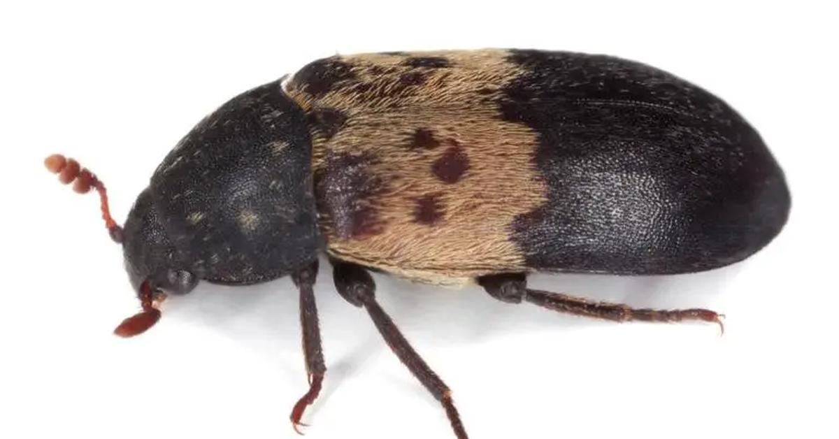 Elegant portrayal of the Larder Beetle, also known as Dermestes lardarius.