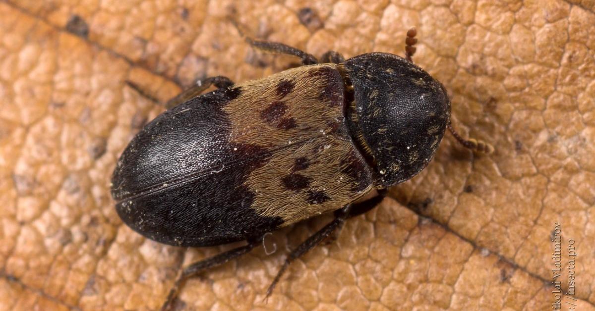 Close-up view of the Larder Beetle, known as Kumbang Larder in Indonesian.