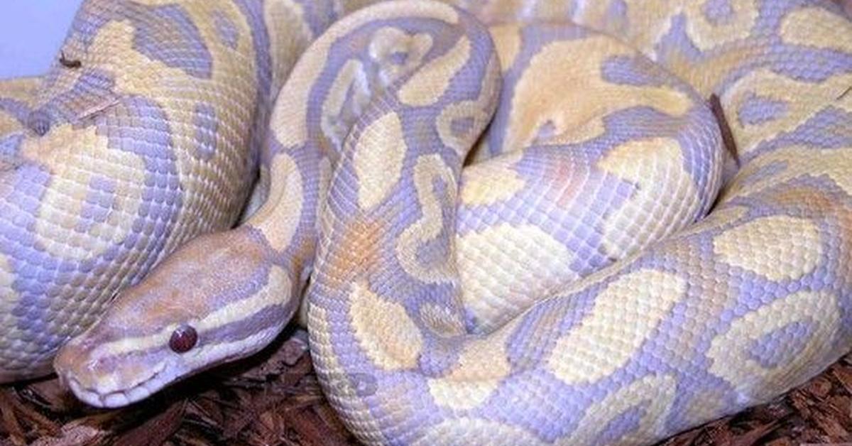 Elegant Lavender Albino Ball Python in its natural habitat, called Piton Bola Albino Lavender in Indonesia.