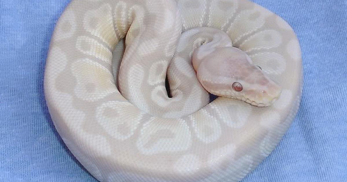 Captured elegance of the Lavender Albino Ball Python, known in Indonesia as Piton Bola Albino Lavender.