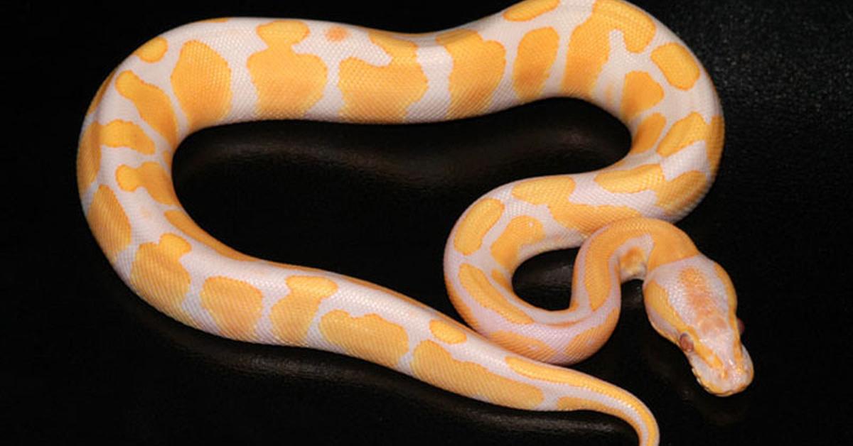 Elegant Lavender Albino Ball Python in its natural habitat, called Piton Bola Albino Lavender in Indonesia.