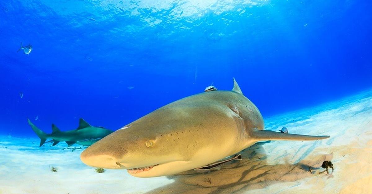 The elegant Lemon Shark (N. brevirostis), a marvel of nature.