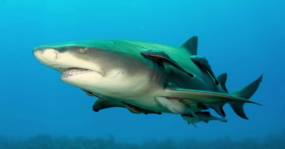 Detailed shot of the Lemon Shark, or N. brevirostis, in its natural setting.