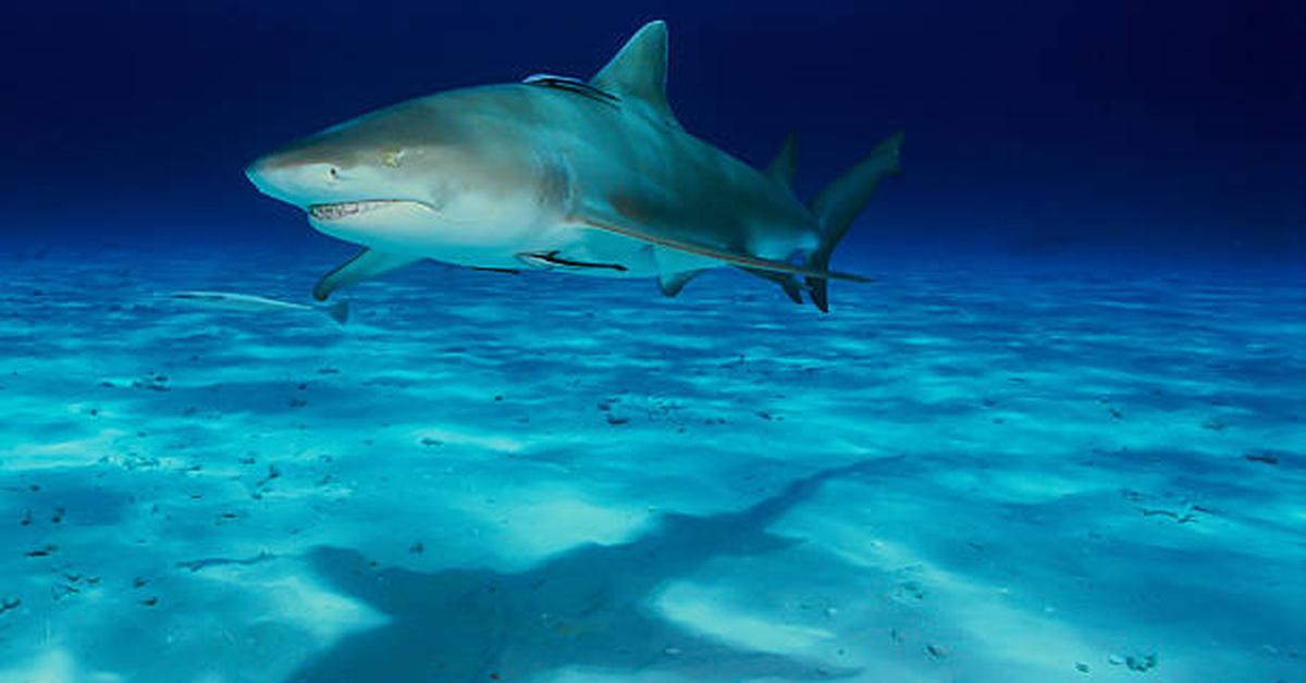 The Lemon Shark, a species known as N. brevirostis, in its natural splendor.