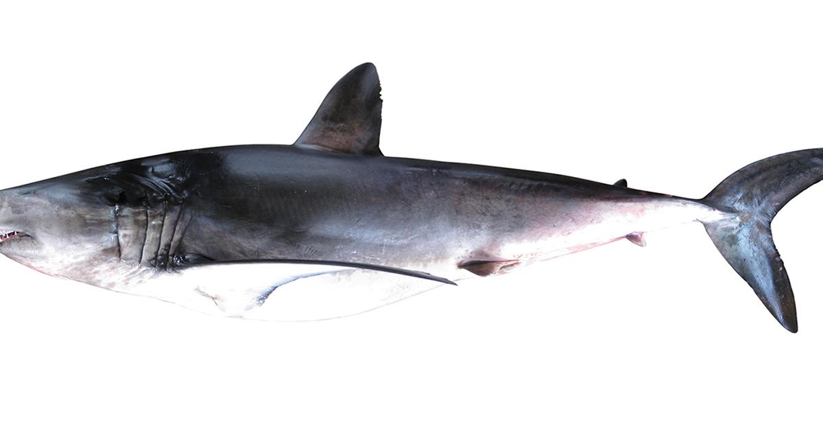 Portrait of a Longfin Mako Shark, a creature known scientifically as Isurus paucus.