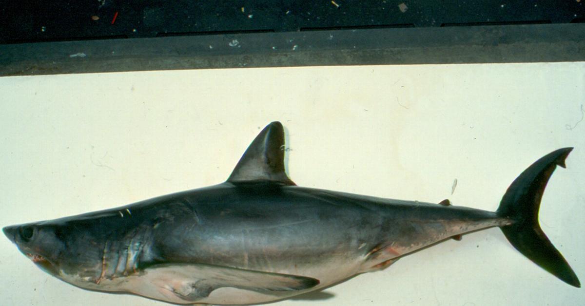 Engaging shot of the Longfin Mako Shark, recognized in Indonesia as Hiu Mako Longfin.