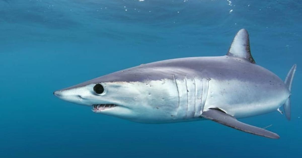 Exquisite image of Longfin Mako Shark, in Indonesia known as Hiu Mako Longfin.