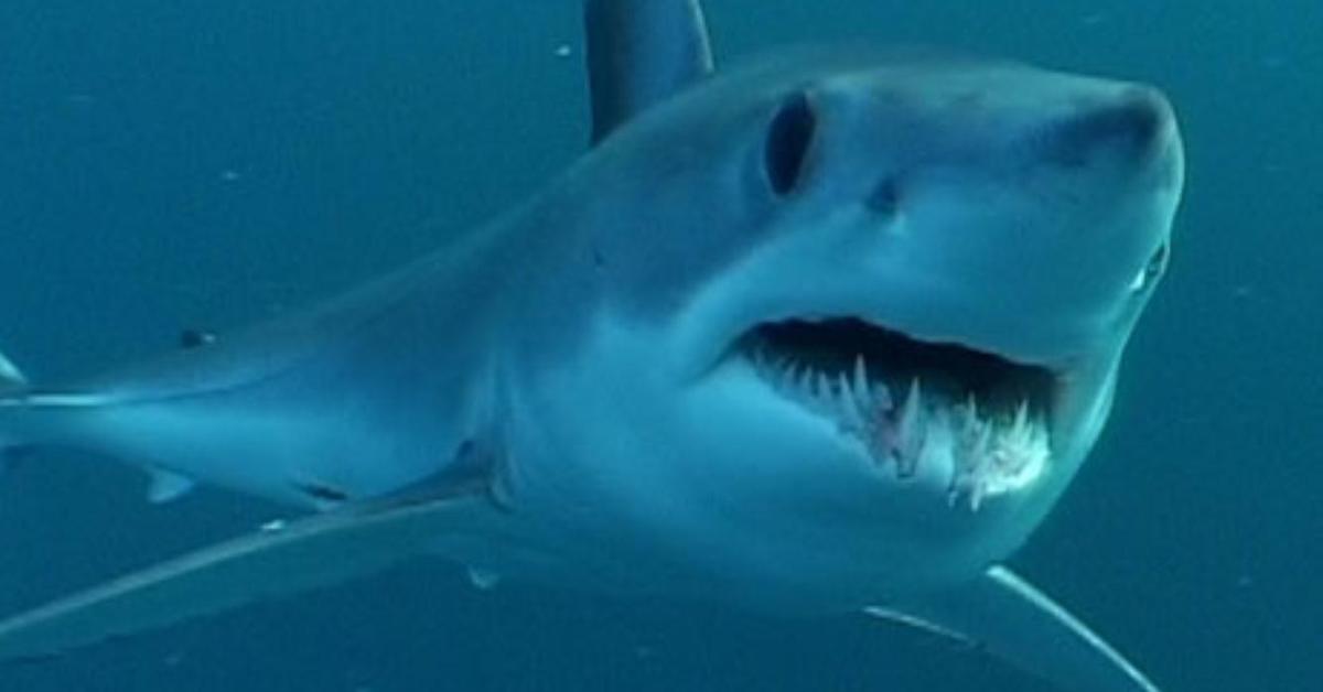 The elegant Longfin Mako Shark (Isurus paucus), a marvel of nature.