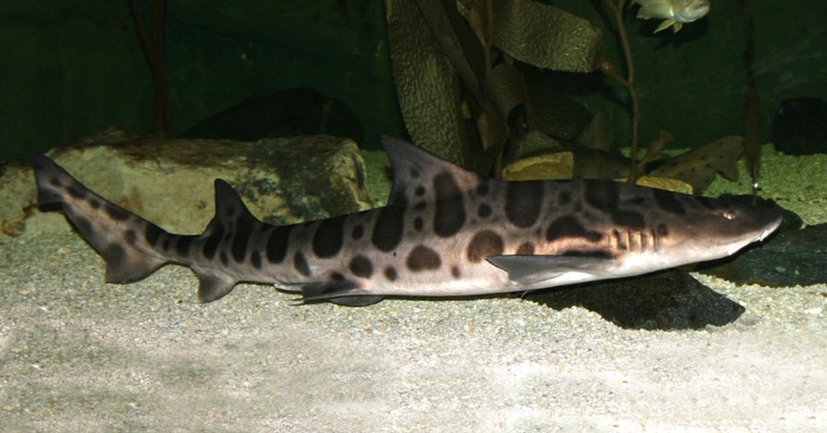 Glimpse of the Leopard Shark, known in the scientific community as Triakis semifasciata.