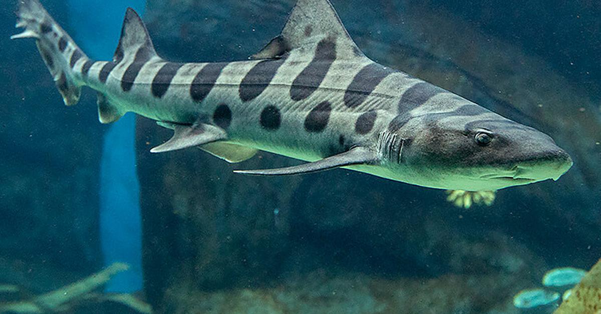 Image of the Leopard Shark (Triakis semifasciata), popular in Indonesia as Hiu Macan Tutul.