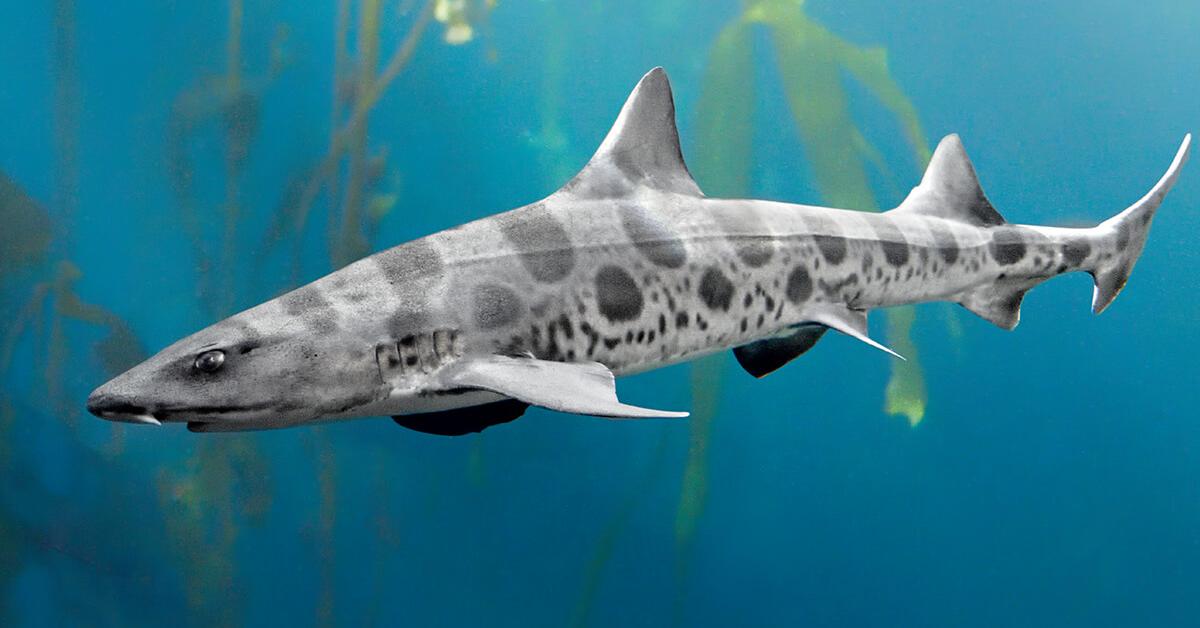 Graceful Leopard Shark, a creature with the scientific name Triakis semifasciata.