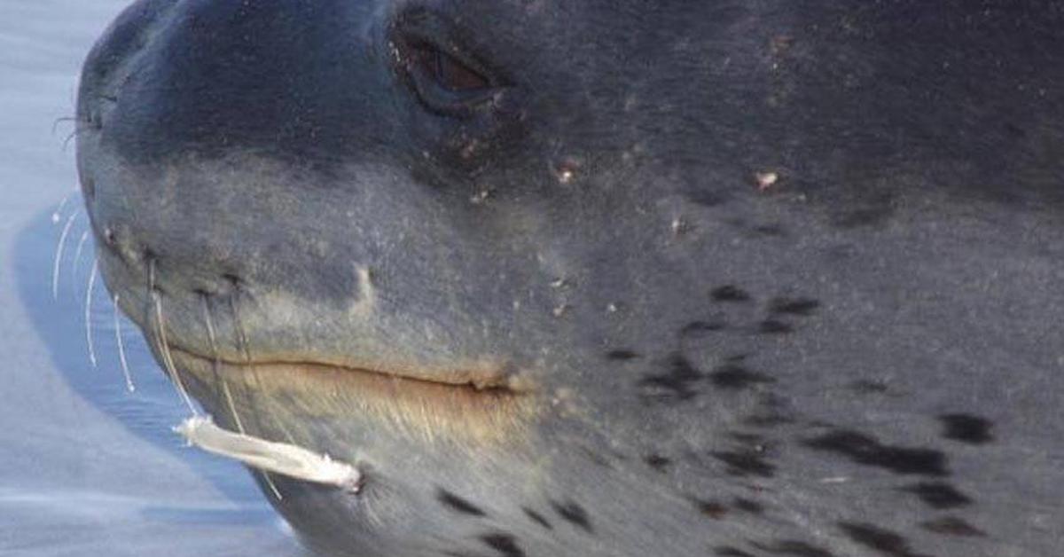 The Leopard Shark, an example of Triakis semifasciata, in its natural environment.